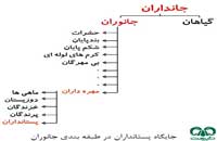 جایگاه پستانداران در طبقه بندی جانوران