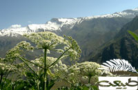 آشنایی با گیاهان استان مازندران