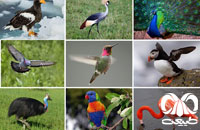 پراکنش گونه‌های پرندگان در دنیا