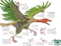 آشنایی با آرکئوپتریس