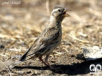 مناطق کوهستاني دومین زیستگاه پرندگان ایران
