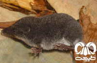 معرفی گونه حشره‌ خور آبزی قفقازی Trascaucasian Water Shrew