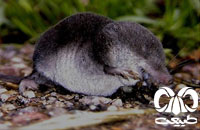 معرفی گونه حشره‌ خور آبزی مدیترانه‌ای Mediterranean Water Shrew