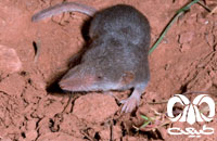 گونه حشره‌ خور بجنوردی Gmelins white-toothed Shrew