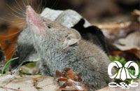 معرفی گونه حشره‌ خور دندان سفید بزرگ Greater White-toothed Shrew