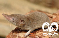 معرفی گونه حشره‌ خور دندان سفید کوچک Lesser White-toothed Shrew