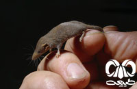 معرفی گونه حشره‌ خور کوتوله Pygmy White-toothed Shrew