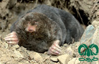 معرفی گونه حفار ایرانی Persian Mole