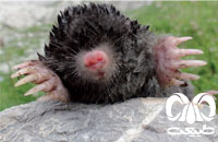 معرفی گونه حفار قفقازی Caucasian Mole