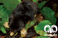 معرفی گونه حفار مدیترانه ای Levantine mole  