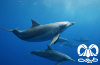 معرفی گونه دلفین بینی بطری هندی Indo-Pacific Bottlenosed Dolphin