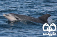 معرفی گونه دلفین بینی بطری معمولی Bottlenose Dolphin