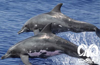 معرفی گونه دلفین دندان ناصاف  Rough-toothed Dolphin