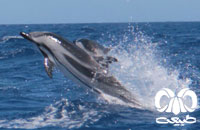 معرفی گونه دلفین راه‌ راه  Striped Dolphin