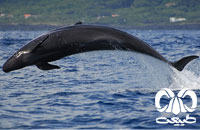 معرفی گونه دلفین سیاه False Killer Whale