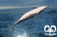 معرفی گونه دلفین فرفره Spinner Dolphin