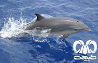 معرفی گونه دلفین فریزر Frasers Dolphin