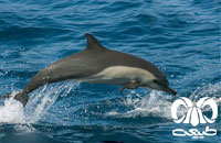 معرفی گونه دلفین معمولی پوزه‌ دراز Long-Beaked Common Dolphin